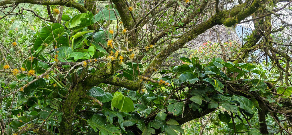 Golden pothos vine trailing