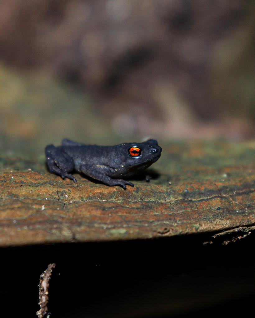 Frostius erythrophthalmus