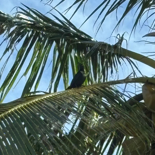 Micronesian Starling (Aplonis opaca), photo 8