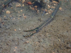 Macrobrachium formosense