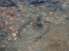 Macrobrachium formosense