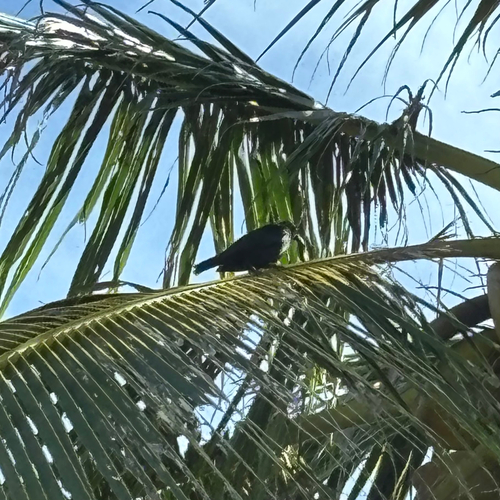 Micronesian Starling (Aplonis opaca), photo 9
