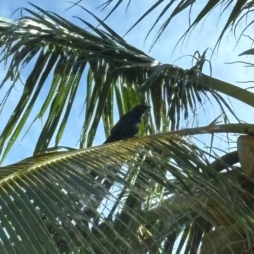 Micronesian Starling (Aplonis opaca), photo 7