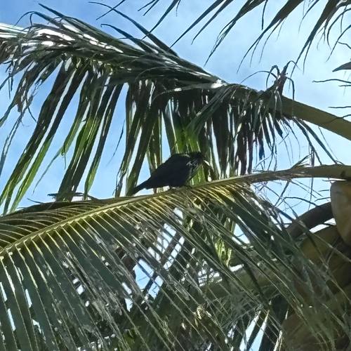 Micronesian Starling (Aplonis opaca), photo 8
