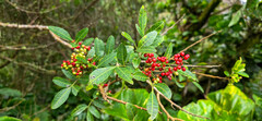 Schinus terebinthifolius, recorded fruiting