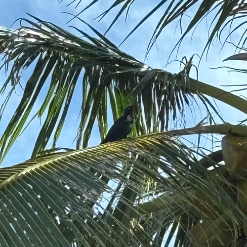 Micronesian Starling (Aplonis opaca), photo 6