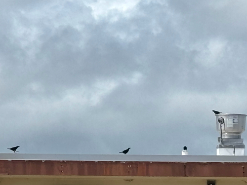 Micronesian Starling (Aplonis opaca), photo 4