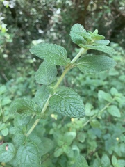 Endostemon obtusifolius