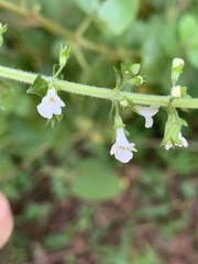 Endostemon obtusifolius
