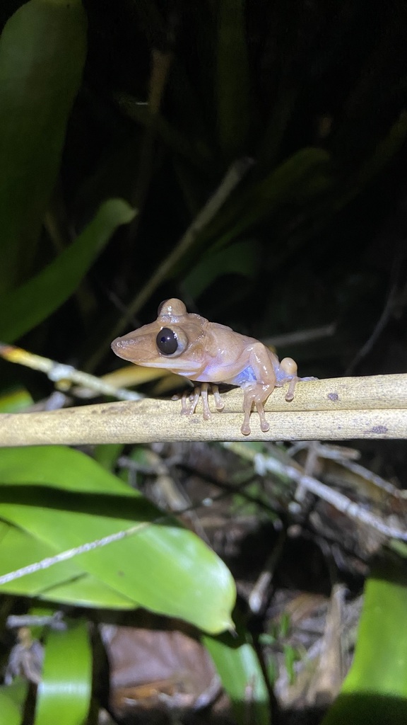 Bahia's Broad-Snout Casque-Headed Tree Frog