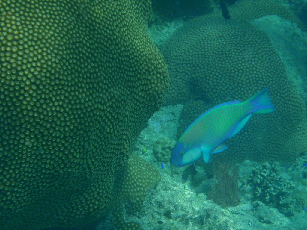 Bleeker's Parrotfish