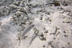 Halichoeres scapularis