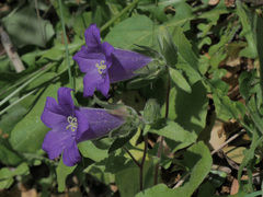 Campanula tubulosa