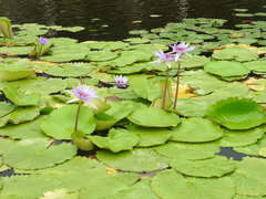 Nymphaea elegans