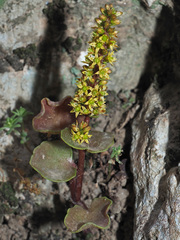 Umbilicus parviflorus