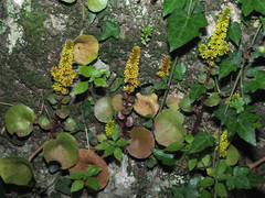 Umbilicus parviflorus