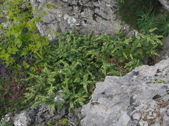 Scutellaria sieberi