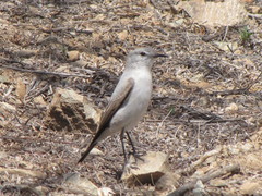 Muscisaxicola rufivertex