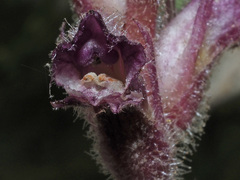Orobanche pubescens