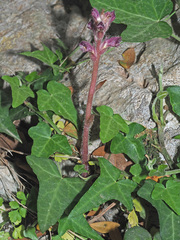 Orobanche pubescens