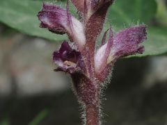 Orobanche pubescens