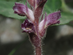 Orobanche pubescens