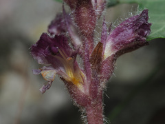 Orobanche pubescens