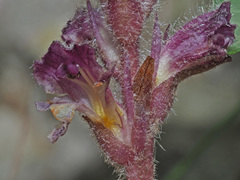 Orobanche pubescens
