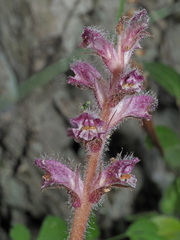 Orobanche pubescens