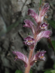 Orobanche pubescens