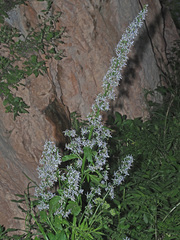 Petromarula pinnata
