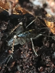 Ceuthophilus mississippi