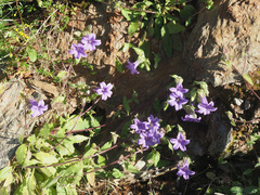 Campanula tubulosa