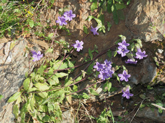 Campanula tubulosa