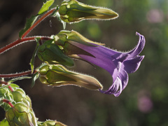 Campanula tubulosa