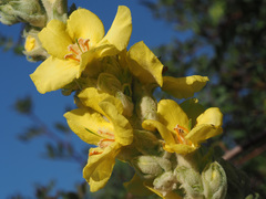 Verbascum macrurum