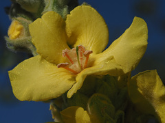 Verbascum macrurum