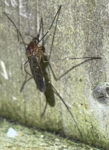 Unknown species found near Jonathan's Way, Brewster, MA, US