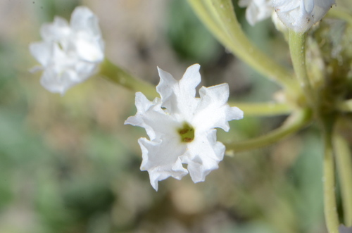 White Sand Verbena (Abronia mellifera)
