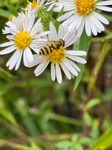 Unknown species found near Bethania-Tobaccoville Rd, Winston-Salem, NC, US