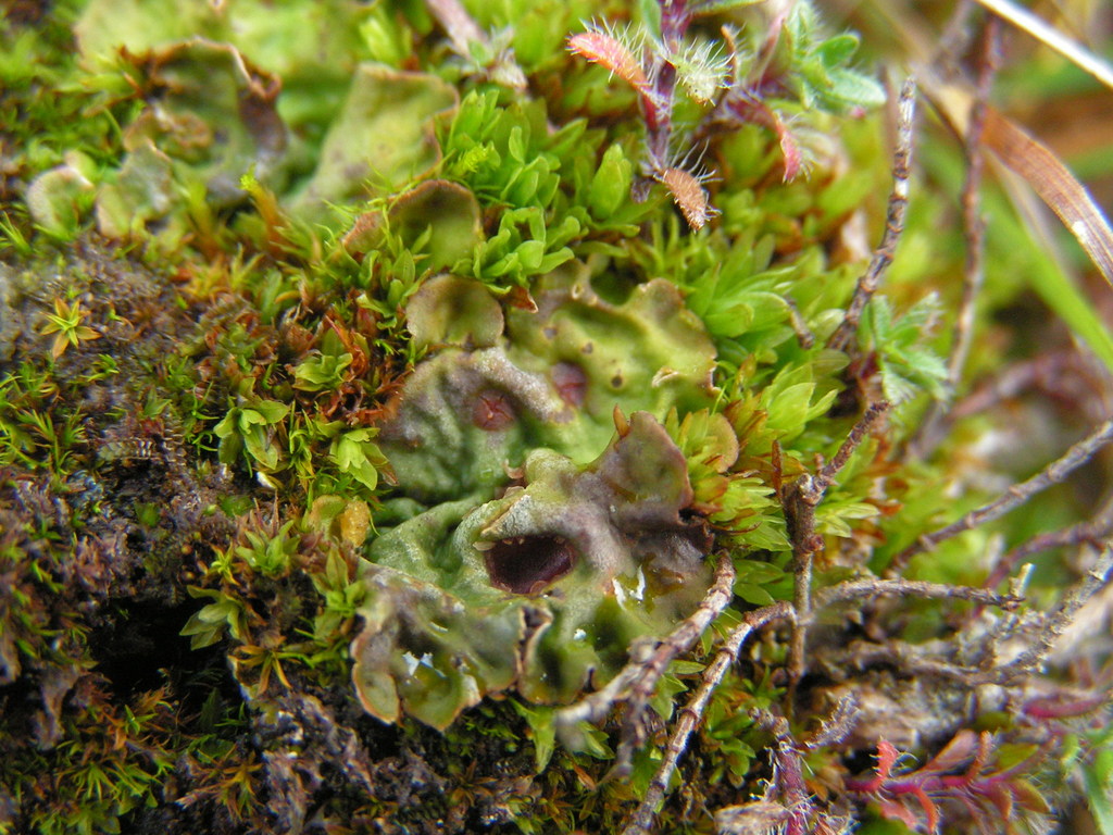 Solorina (Macrolichens Genera Of The Pacific Northwest ) · INaturalist