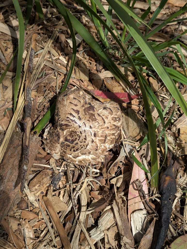 Chlorophyllum brunneum