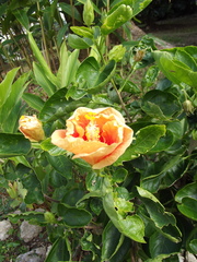 Hibiscus rosa-sinensis