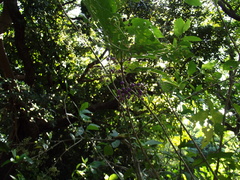 Callicarpa japonica luxurians