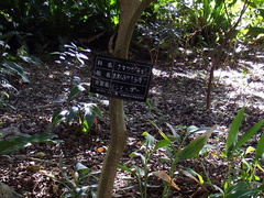 Callicarpa japonica luxurians