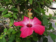 Hibiscus rosa-sinensis