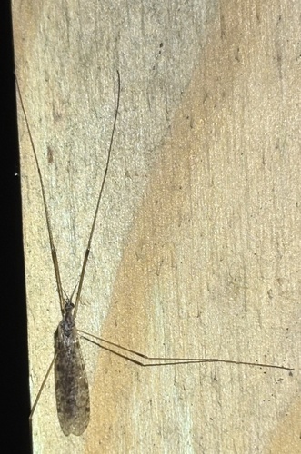 Unknown species found near Jonathan's Way, Brewster, MA, US