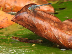 Micrathyria aequalis