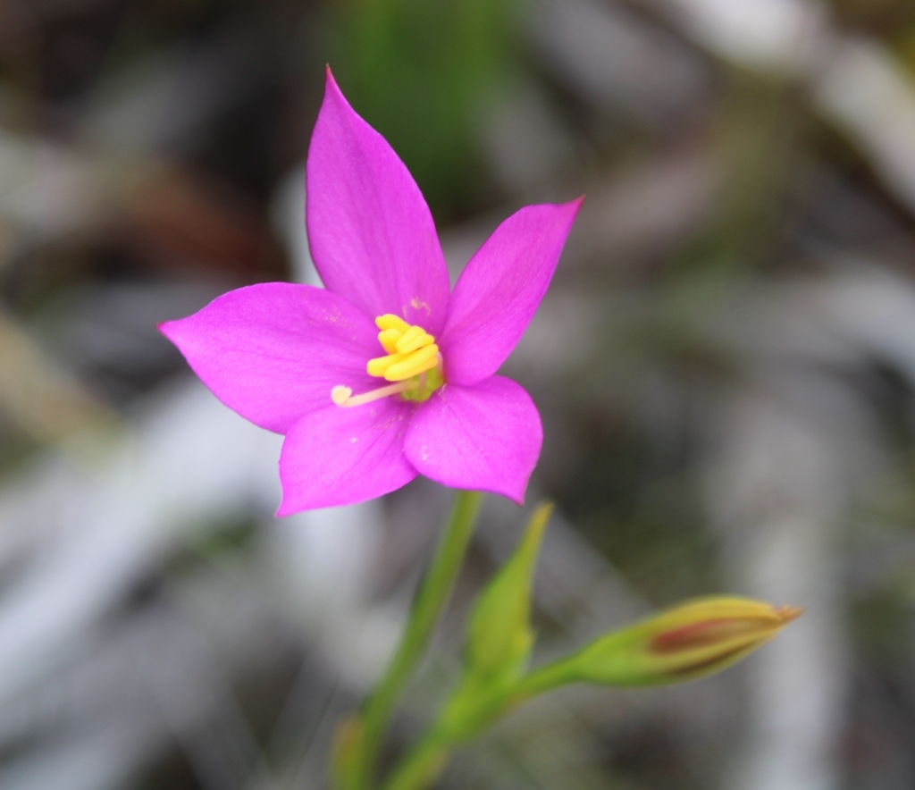 Marsh Chiron