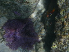 Amphiprion barberi